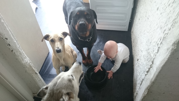 Introducing baby and dog