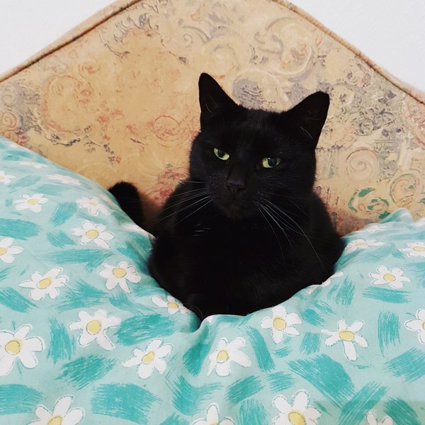 I want to show off my cat please