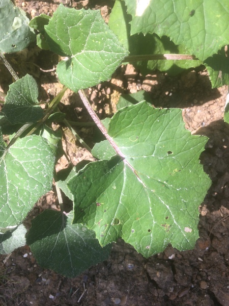 Is this a weed?