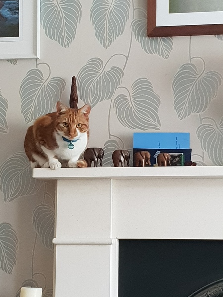 What's your DCat up to today? (Thread 7!)