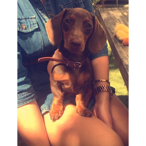 Is my dog the cutest??