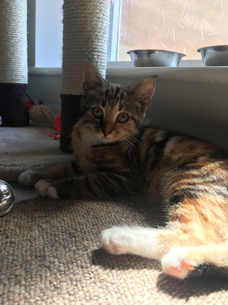How old would you say this kitten is?