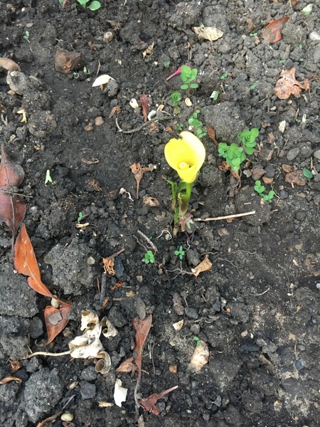 Cute little flower!
