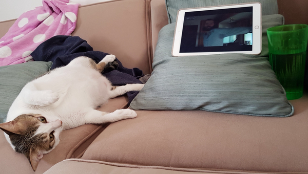 Help! I've curried my cat..