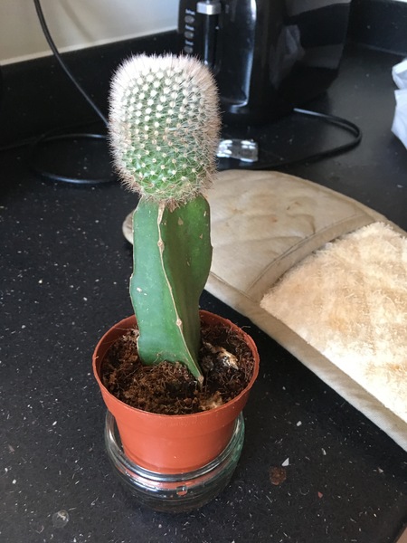 Indoor cactus help