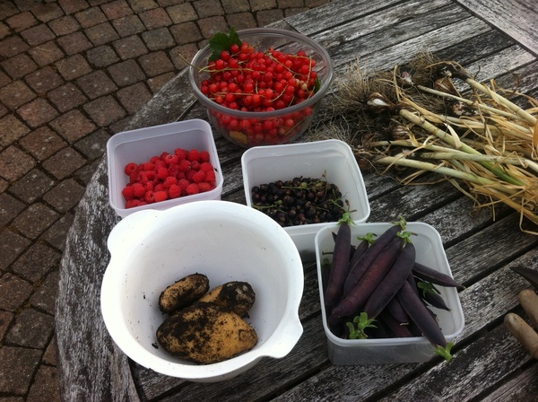 Allotment/Veg Patch Thread 12! Plotmenters hoping for better weather
