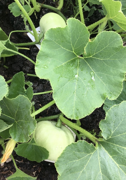 Allotment/Veg Patch Thread 12! Plotmenters hoping for better weather