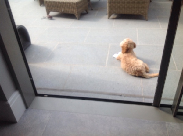 Keeping dogs in the garden when at home