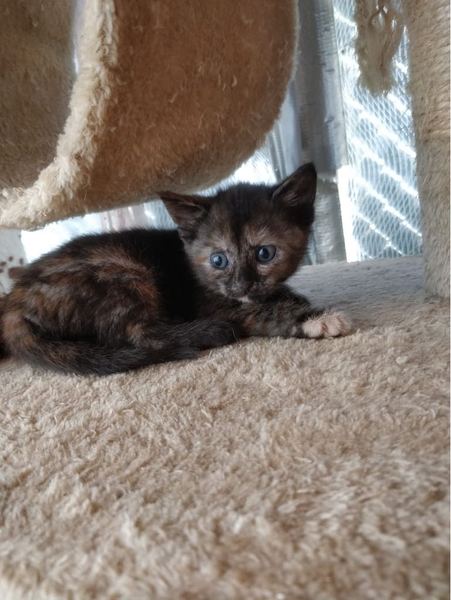 I’m getting two kittens and we can’t decide on names