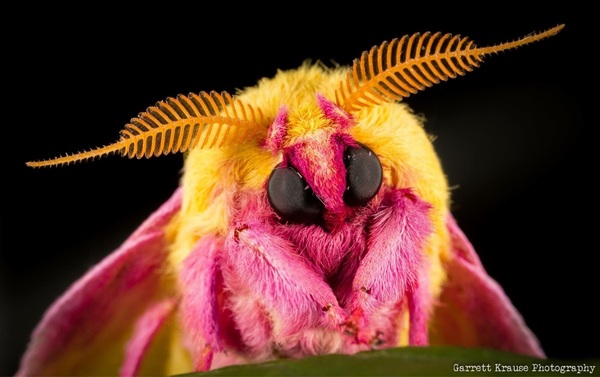 For the love of all that is good and natural, PLEASE tell me what this is!