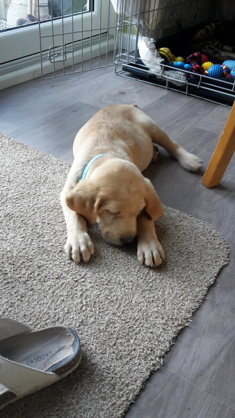 Puppy Survival Thread Part 6