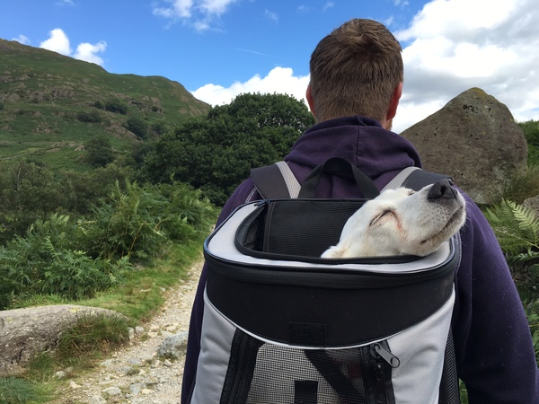 Dog buggy? Garden wagon thing? Sling?