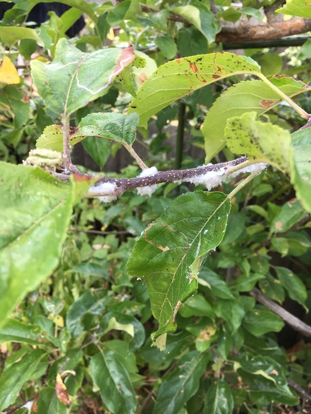 Strange white stuff on apple tree!