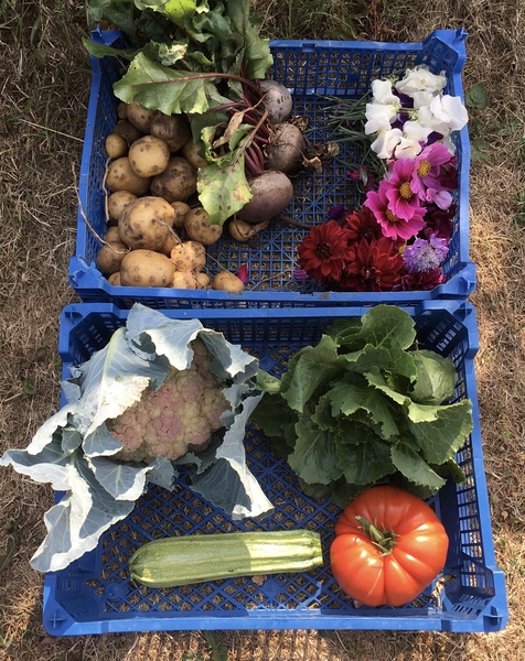 Allotment/Veg Patch Thread 12! Plotmenters hoping for better weather