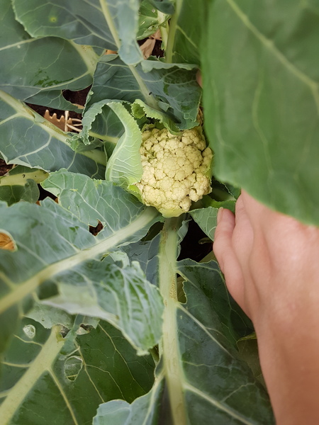 Allotment/Veg Patch Thread 12! Plotmenters hoping for better weather