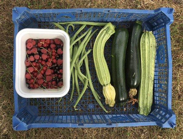 Allotment/Veg Patch Thread 12! Plotmenters hoping for better weather