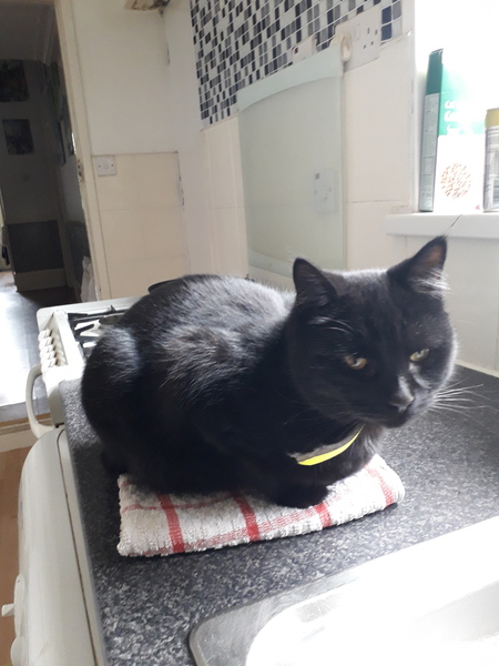 I want to show off my cat please