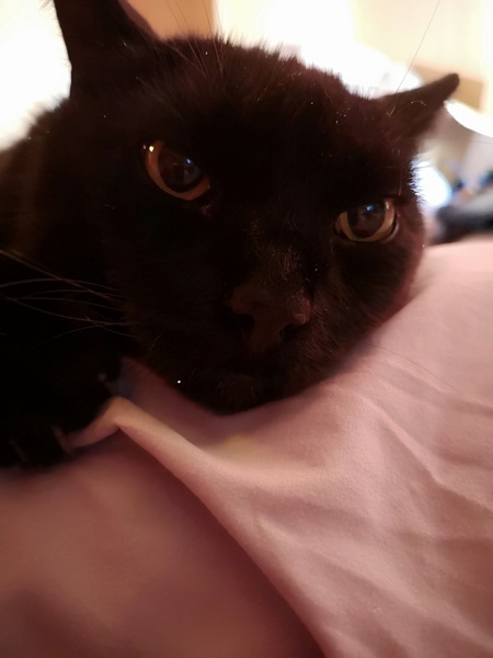 Today my cat is a twat because