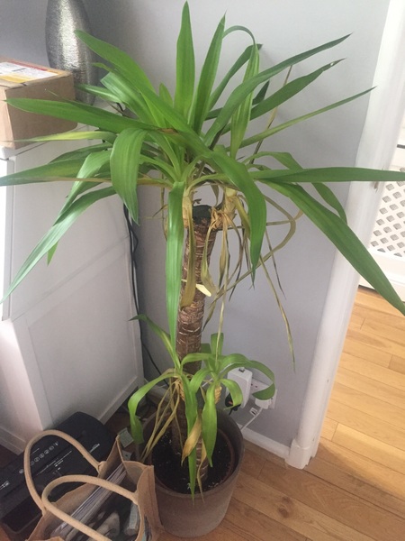 Help me rescue my indoor plant please
