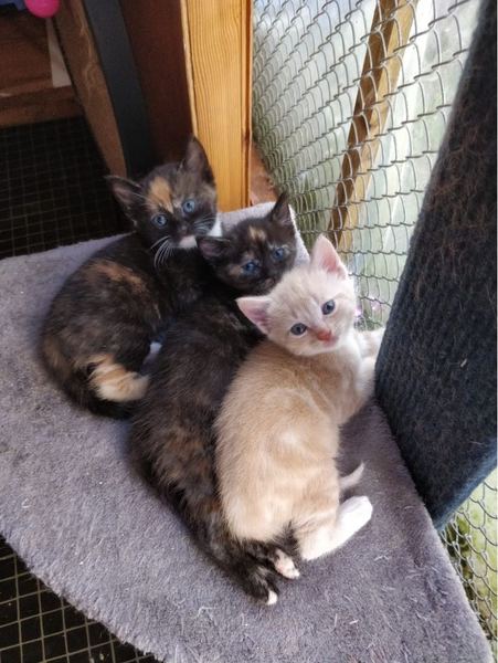 I’m getting two kittens and we can’t decide on names