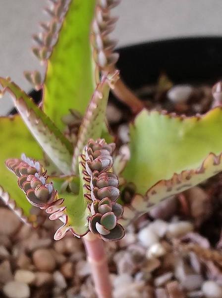 What's this plant?