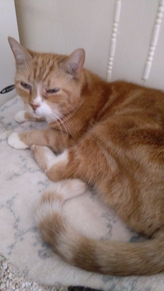 Anyone got an old cat with an over-active thyroid?