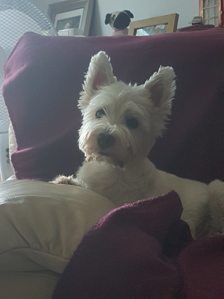 Is my dog the cutest??