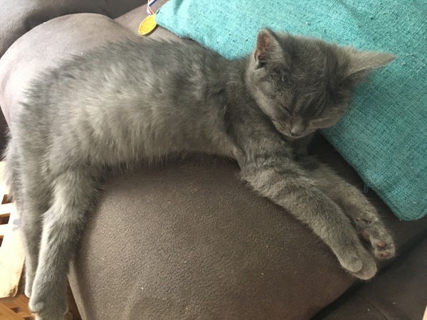 To think my cat has a problem