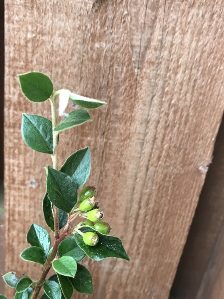 Plant Identification help please