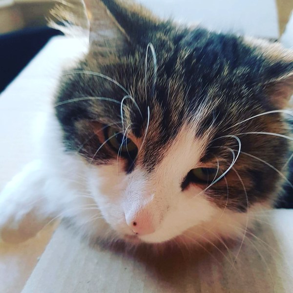 I want to show off my cat please
