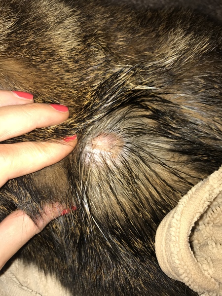 Injured cat advice needed. Pics included