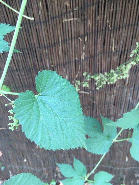 Plant ID