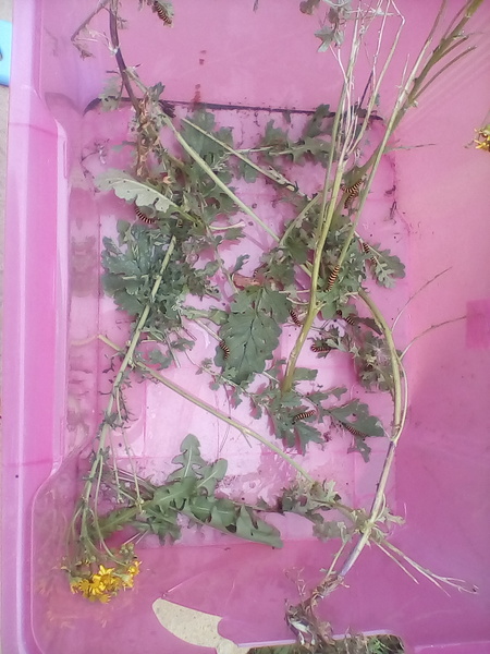 Keeping caterpillars