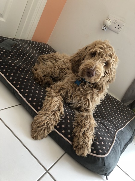 Is my dog the cutest??