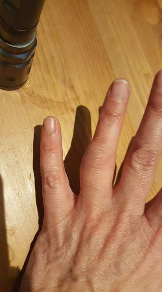 Pyracantha as a front hedge?