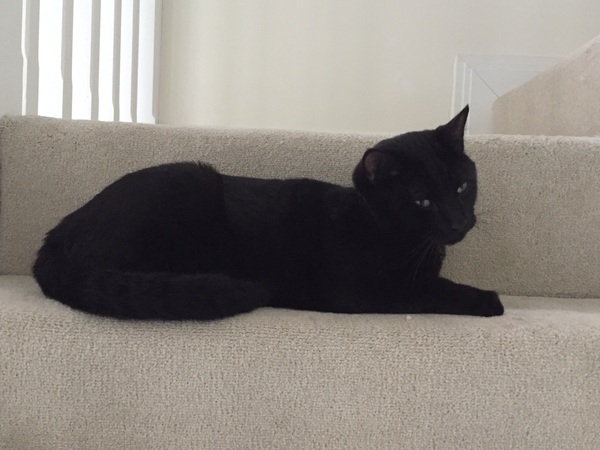 Do my new sofas match my cats?