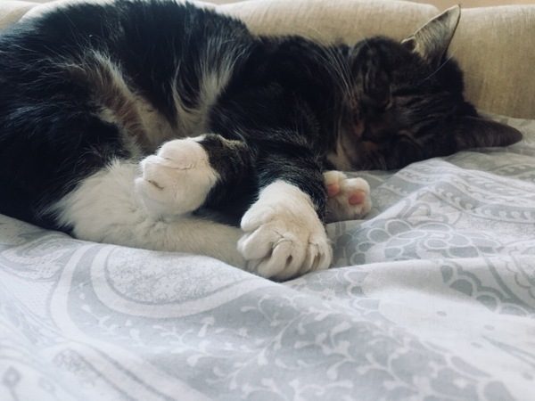 I want to show off my cat please