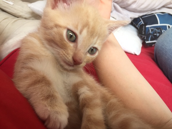 My boycat is the most handsome cat in the world