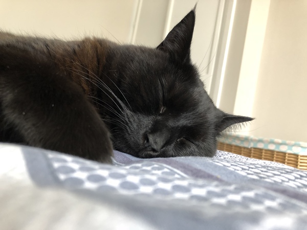 Does your dcat share your bed?