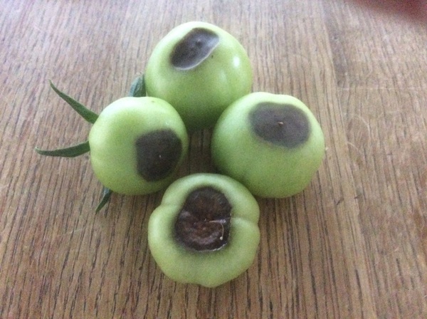 Black bases on tomatoes