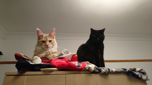 I want to show off my cat please