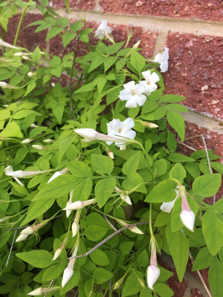 My bushes are overgrowing! Help!