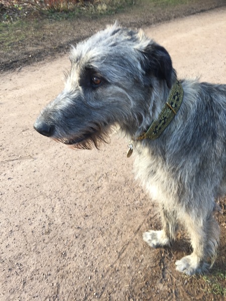 General Dog Chat Part III