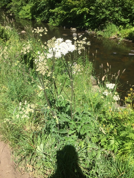 Hogweed or giant hogweed and dangerous? ASAP plz