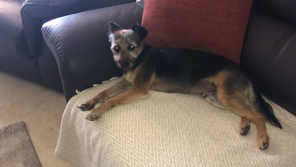 Alsationattacked my terrier