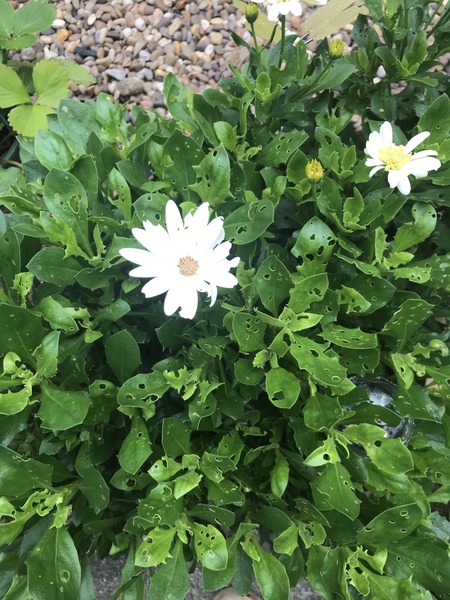What is perforating my osteospermums pls?
