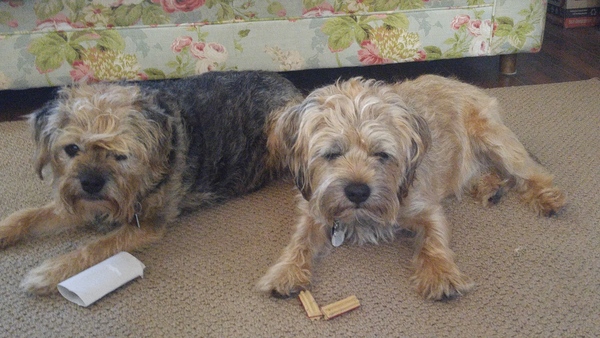 Renting with two small terriers between Honiton and Exeter