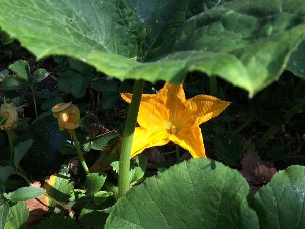 Allotment/Veg Patch Thread 12! Plotmenters hoping for better weather
