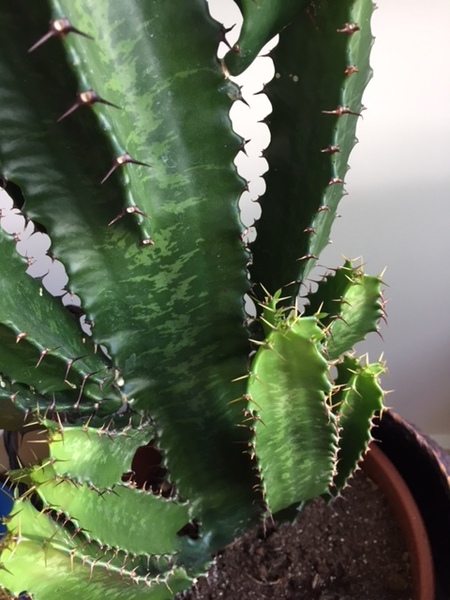 what's wrong with my EUPHORBIA ACRURENSIS?