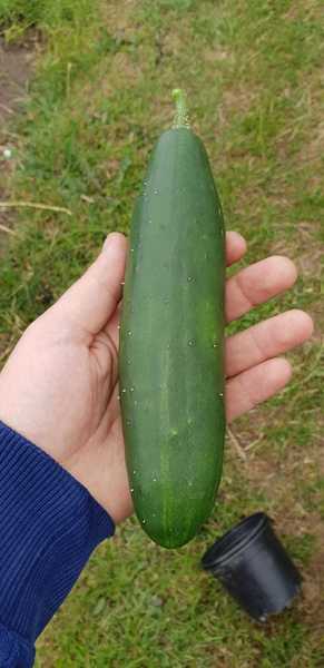 Allotment/Veg Patch Thread 12! Plotmenters hoping for better weather